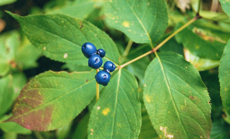 Wild Berries