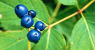 Big Wild Berries (click for Close up)