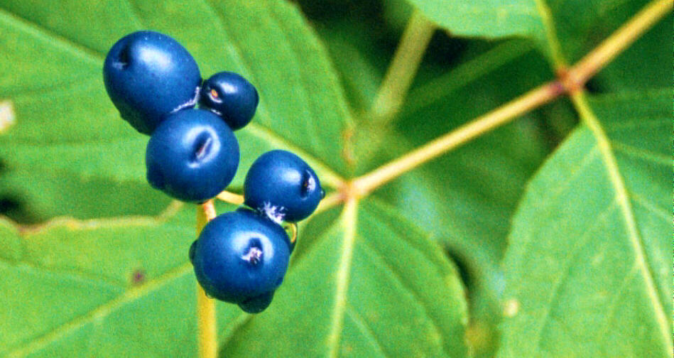 Wild Berries (Up Close)