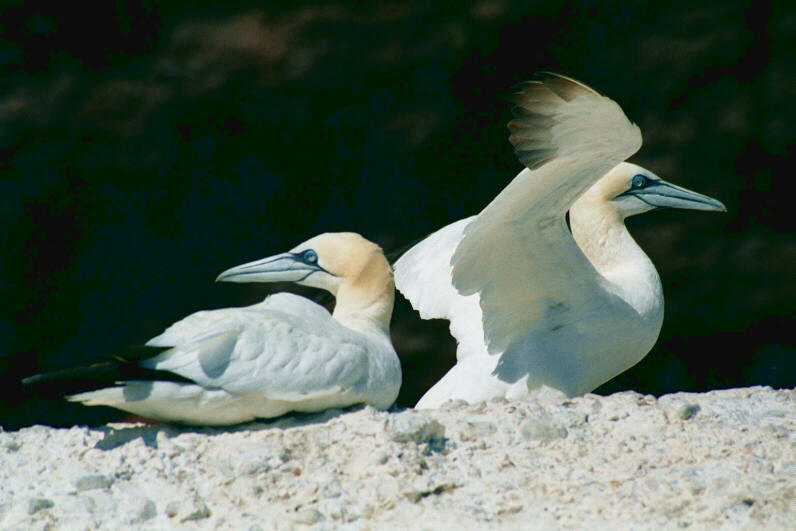 Gannets on the Ile de Bonnaventure