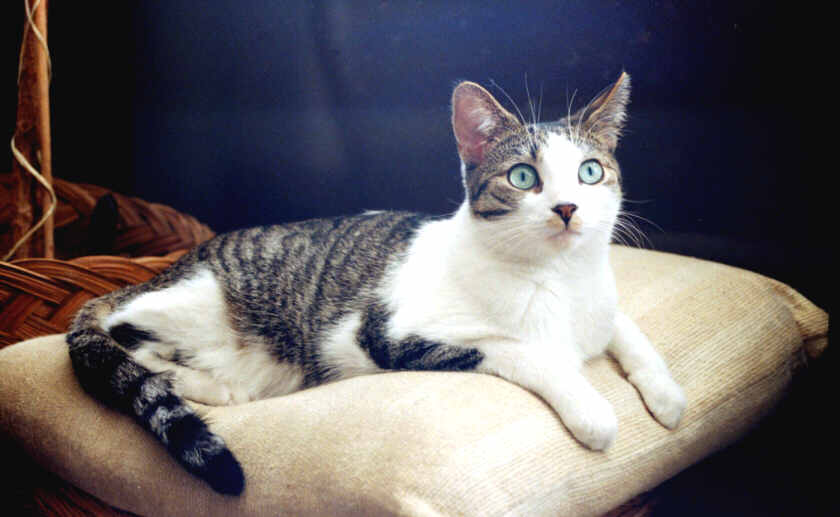 Toby poses on the Pillow