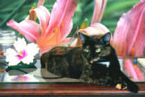 Pepper and Flowers on the Table