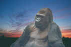 Frank at Sunset