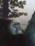 Kowali under the Pines